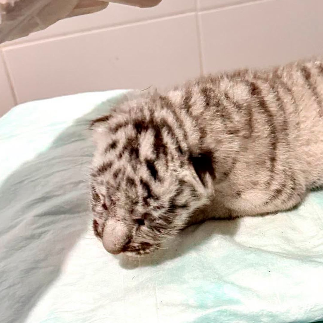 Muere Tigresa Blanca Nacida en Ecopark Matamoros tras Sufrir un Accidente